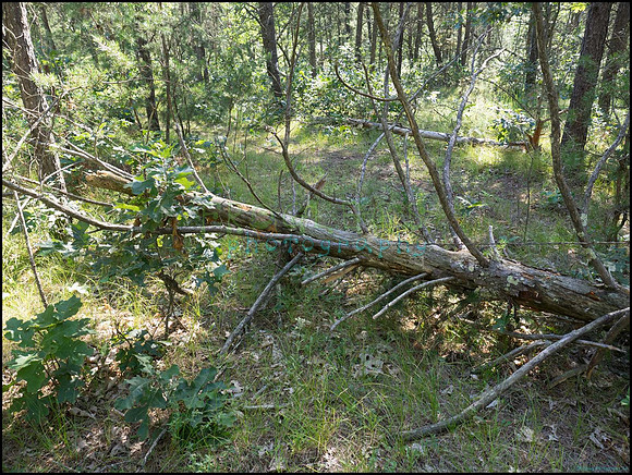 p8140125_web