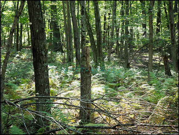 p8140196_web