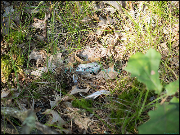 p8140143_web