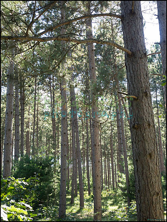 p8140084_web
