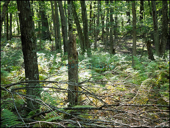 p8140197_web