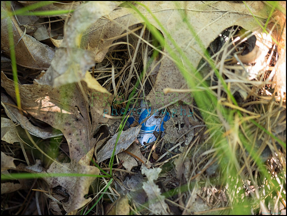 p8140145_web