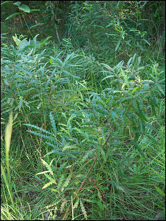 p8140095_web