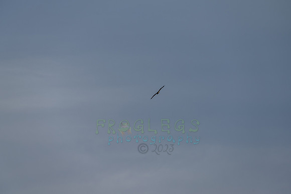 FRG_5686