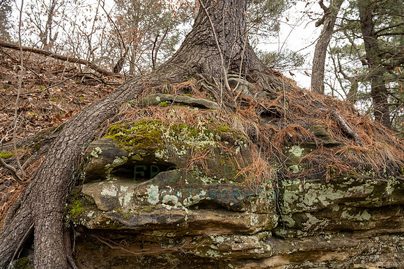 FRG_5765