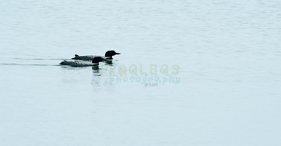 loons_1_5611