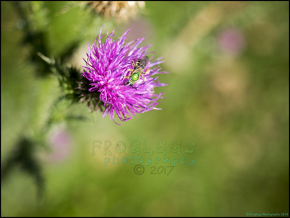 P9290292F_web