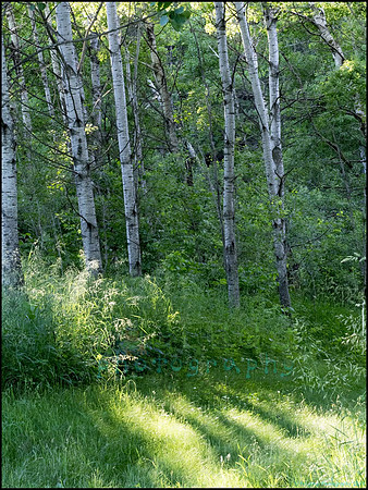 P6200757H_web