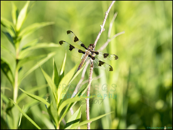 P6200761K_web