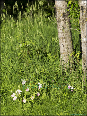 P6200777G_web