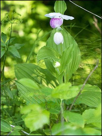 P6200753D_web