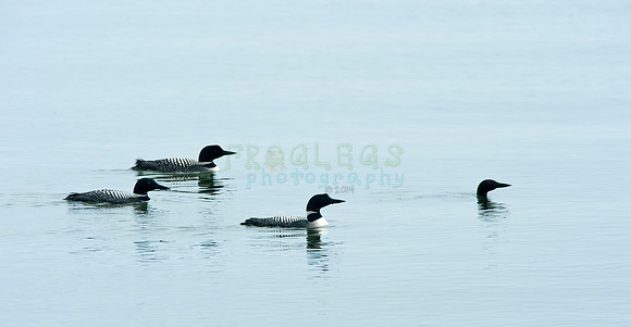 loons_2_5631