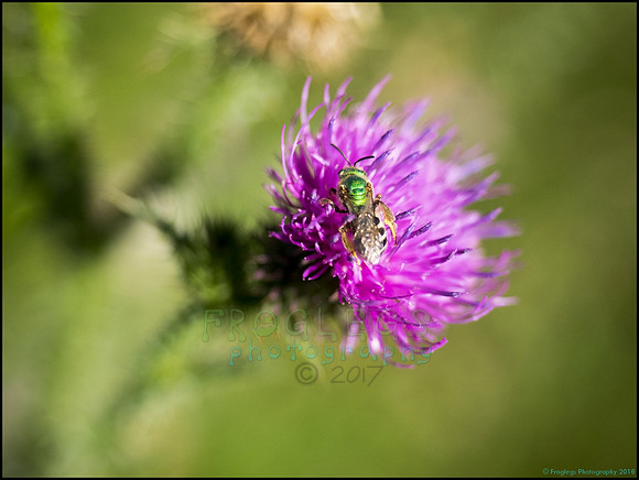 BrophyNorth35_web