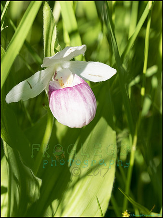 P6200718D_web