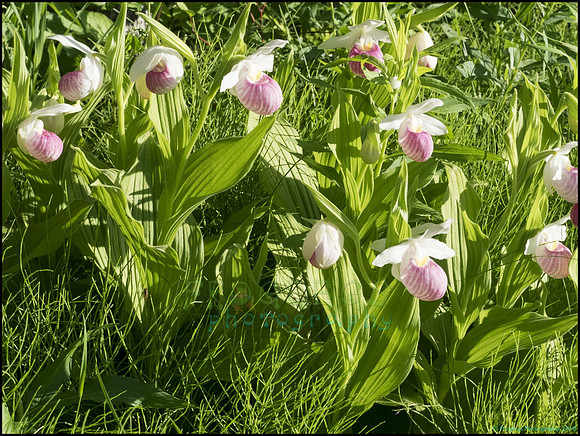 P6200737W_web