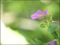 P6200709K_web
