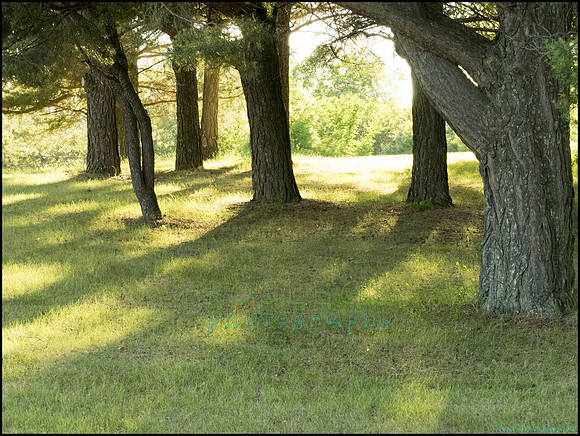 P6200797C_web
