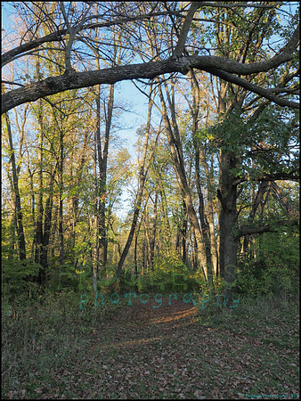 Spruce_Hill_39_web