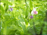 P6200726L_web