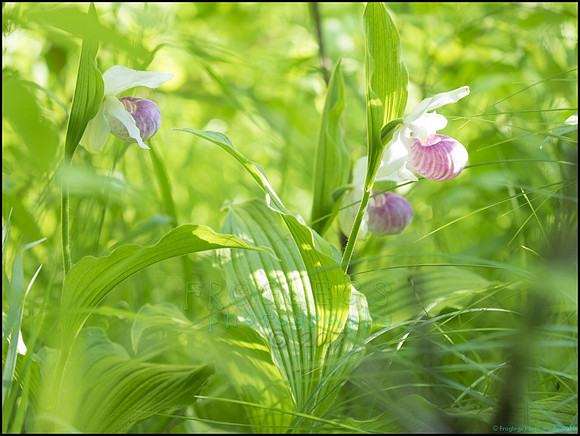 P6200726L_web