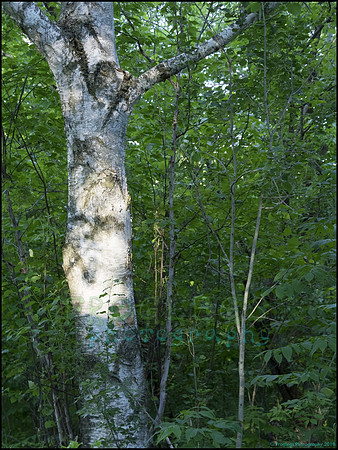 P6200771A_web