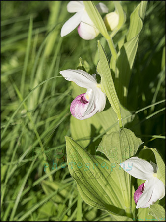P6200746BF_web