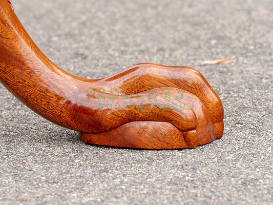 FROG6624