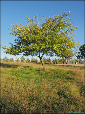 Spruce_Hill_43_web