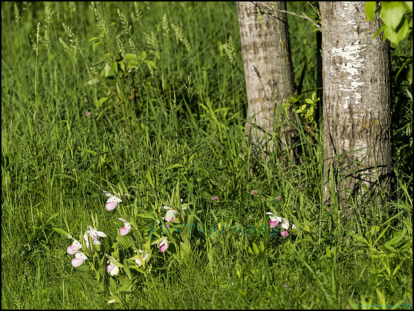 P6200778H_web