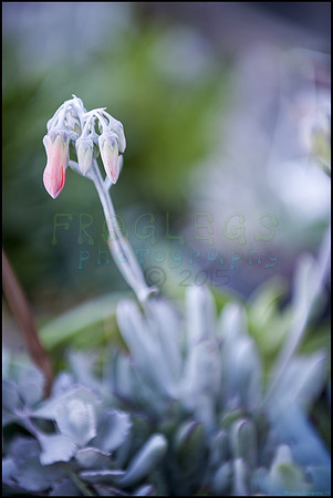 FRG_6040_web