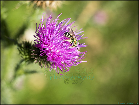 BrophyNorth36_web